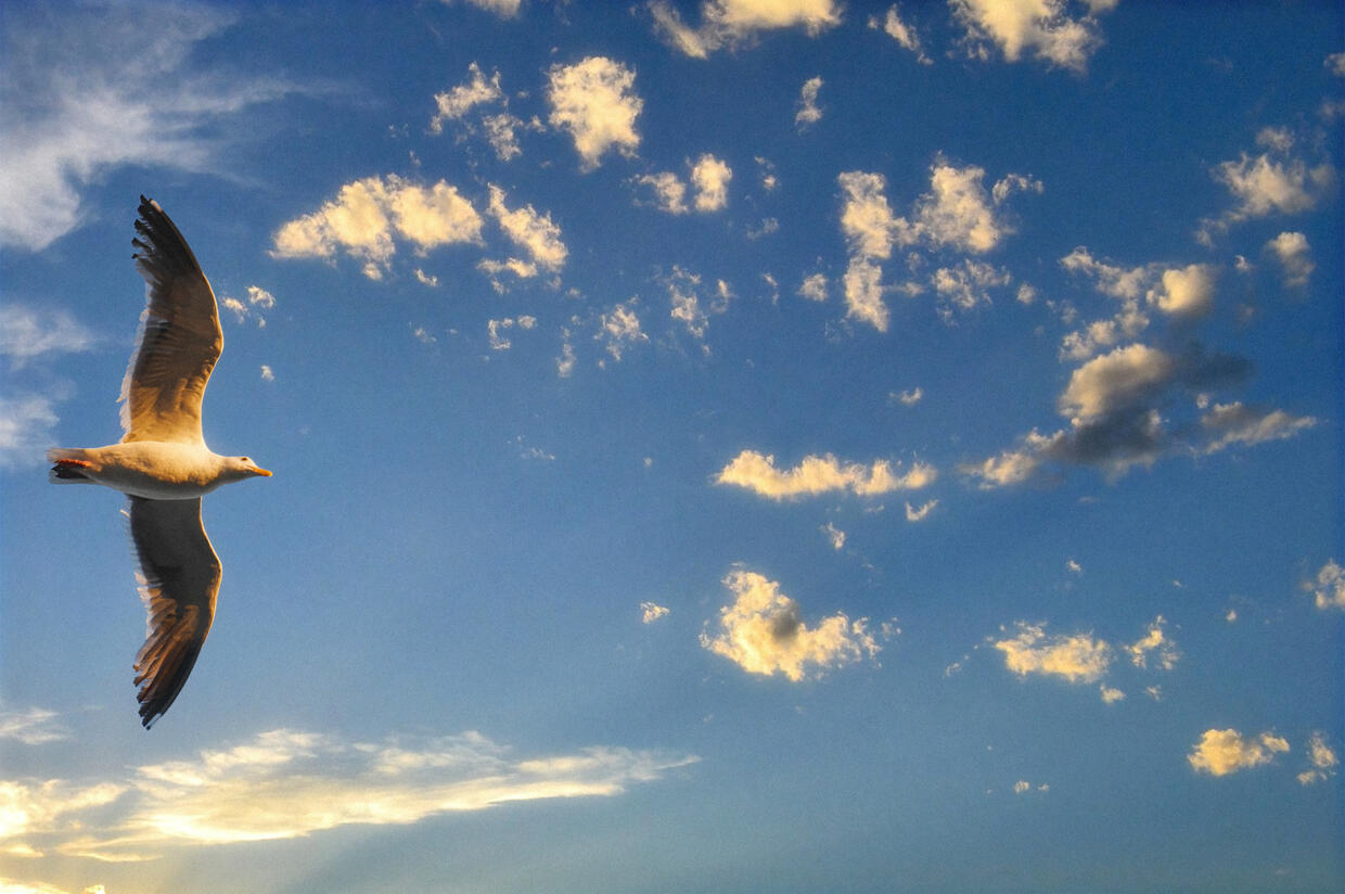 Seabird Fly Home (2018)