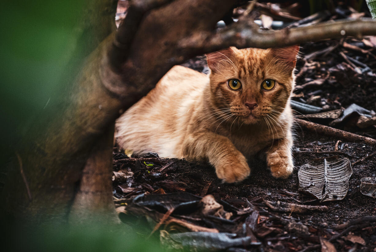 Alfred in the Jungle (2021)