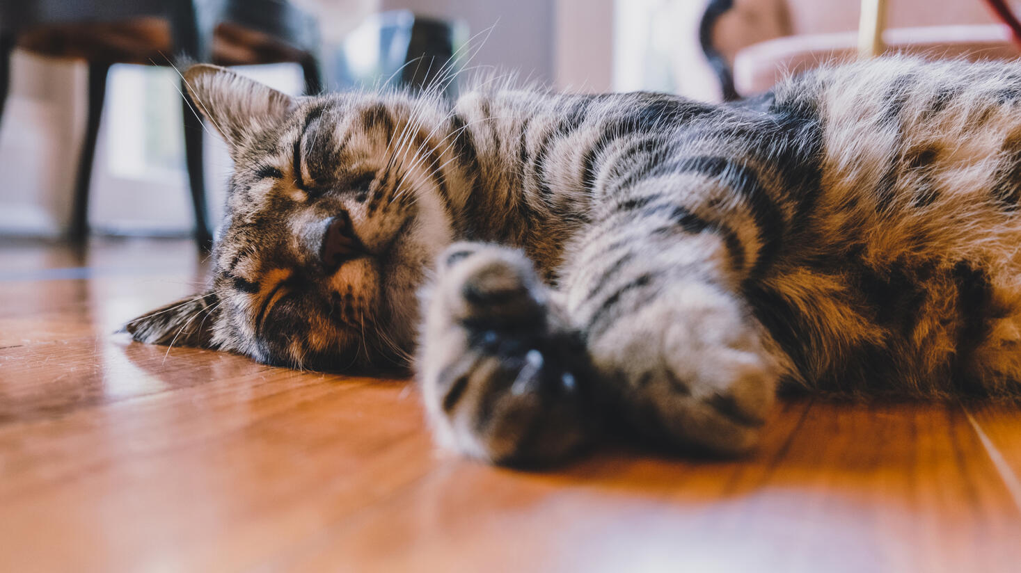 Snoozing at Hemingways (2021)